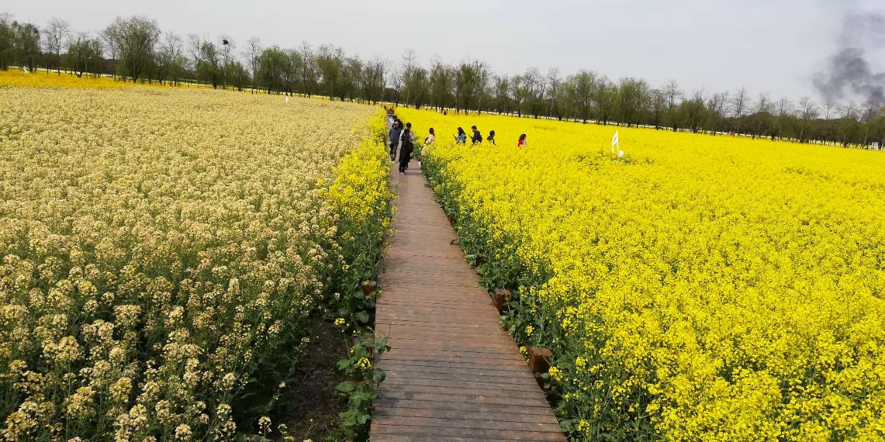 大唐生态园七彩油菜花花开正旺